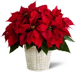 The FTD Red Poinsettia Basket (Small) from Pennycrest Floral in Archbold, OH